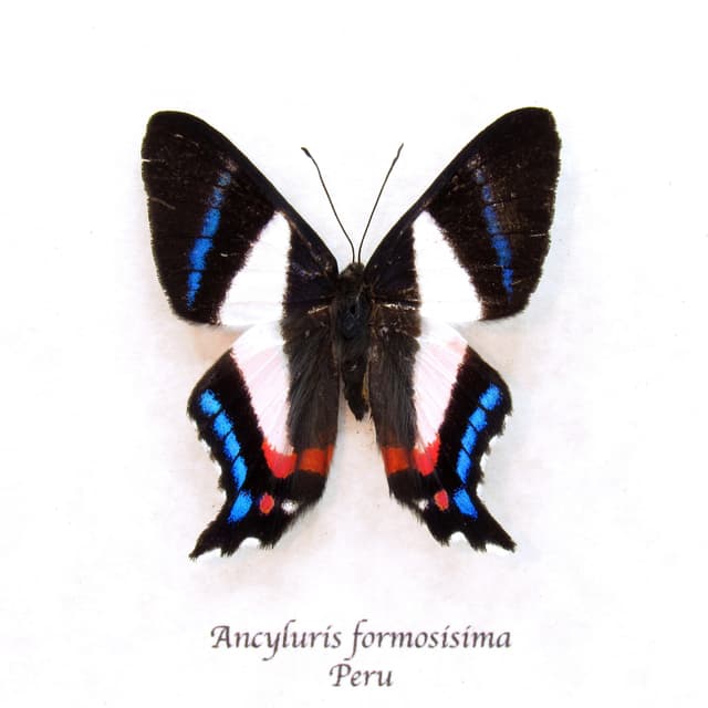 Real metalmark butterfly framed taxidermy - Ancyluris formosissima