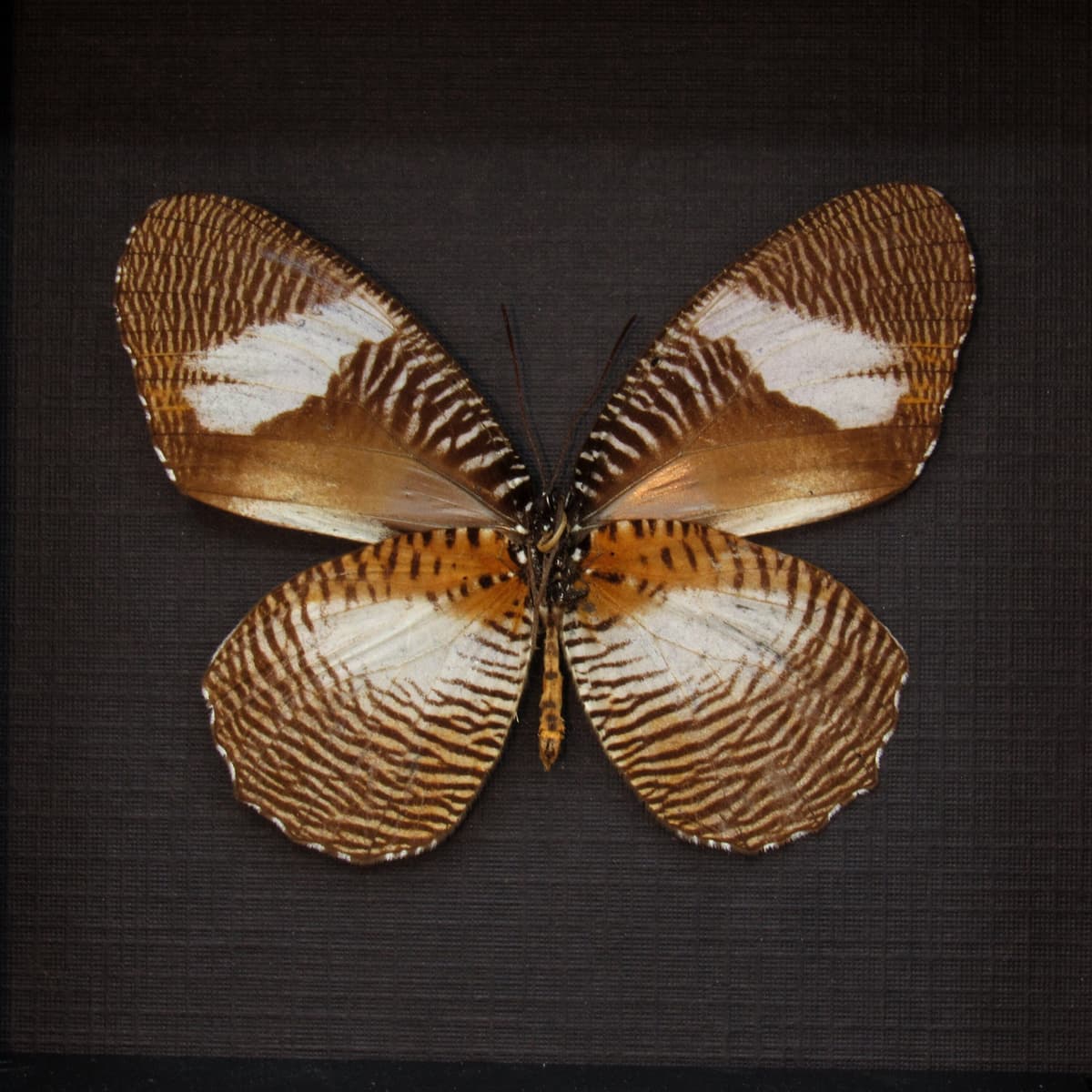 Real framed taxidermy butterfly - Elymniopsis bammakoo