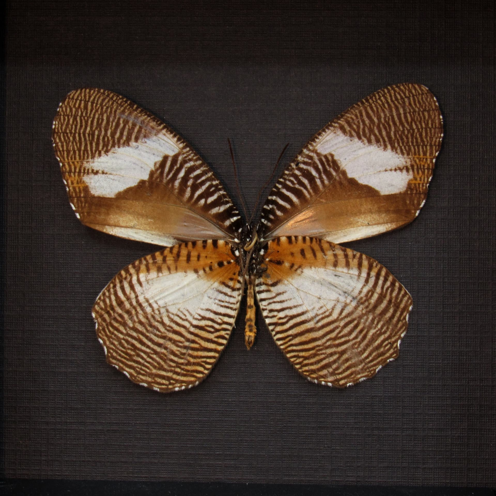 Real framed taxidermy butterfly - Elymniopsis bammakoo