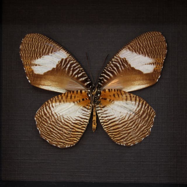 Real framed taxidermy butterfly - Elymniopsis bammakoo