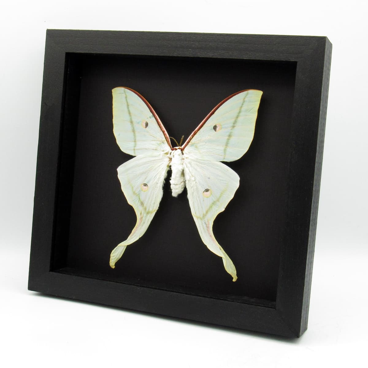 Real Giant Indian moon moth framed taxidermy - Actias selene - XL female