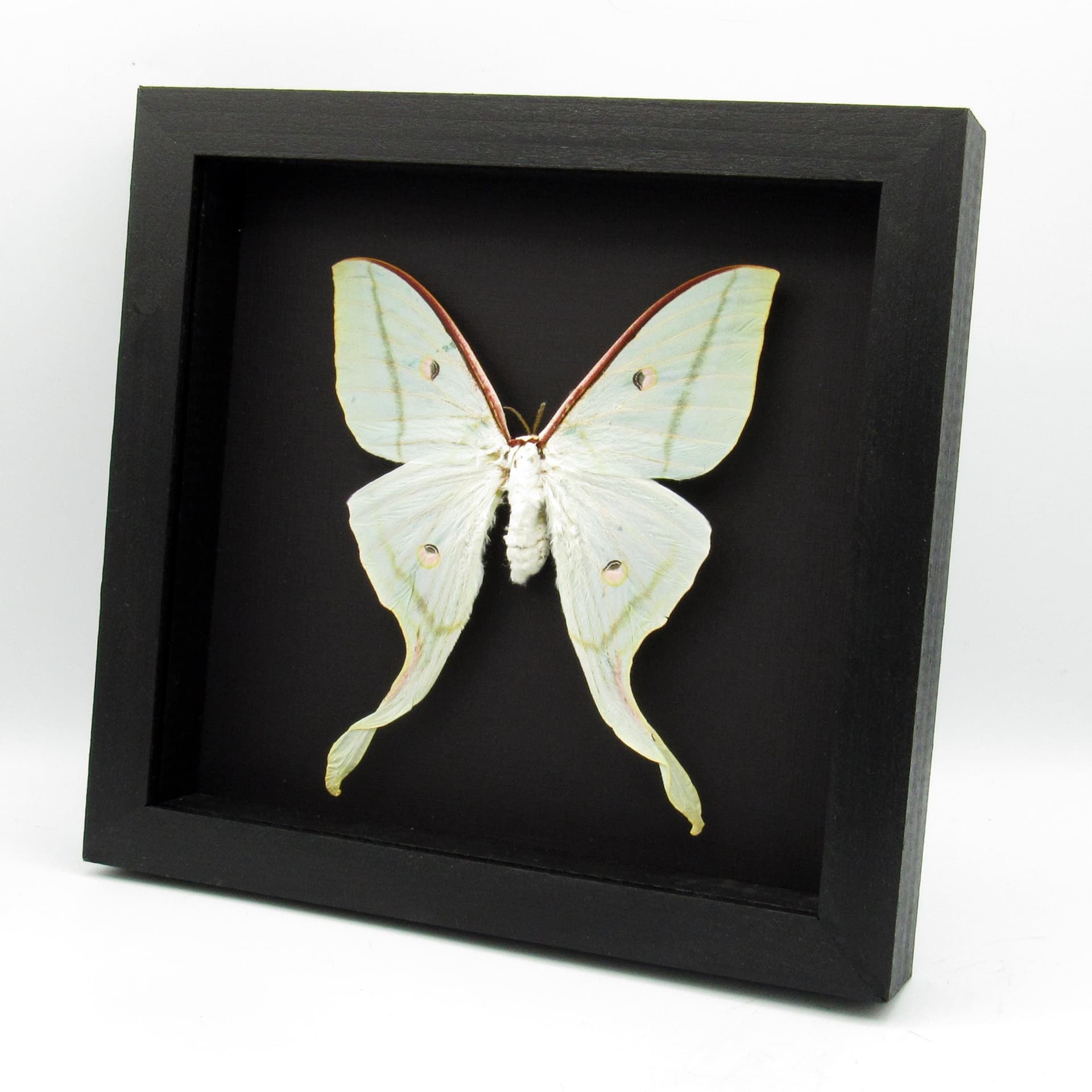 Real Giant Indian moon moth framed taxidermy - Actias selene - XL female