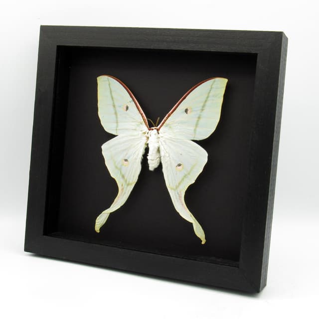 Real Giant Indian moon moth framed taxidermy - Actias selene - XL female
