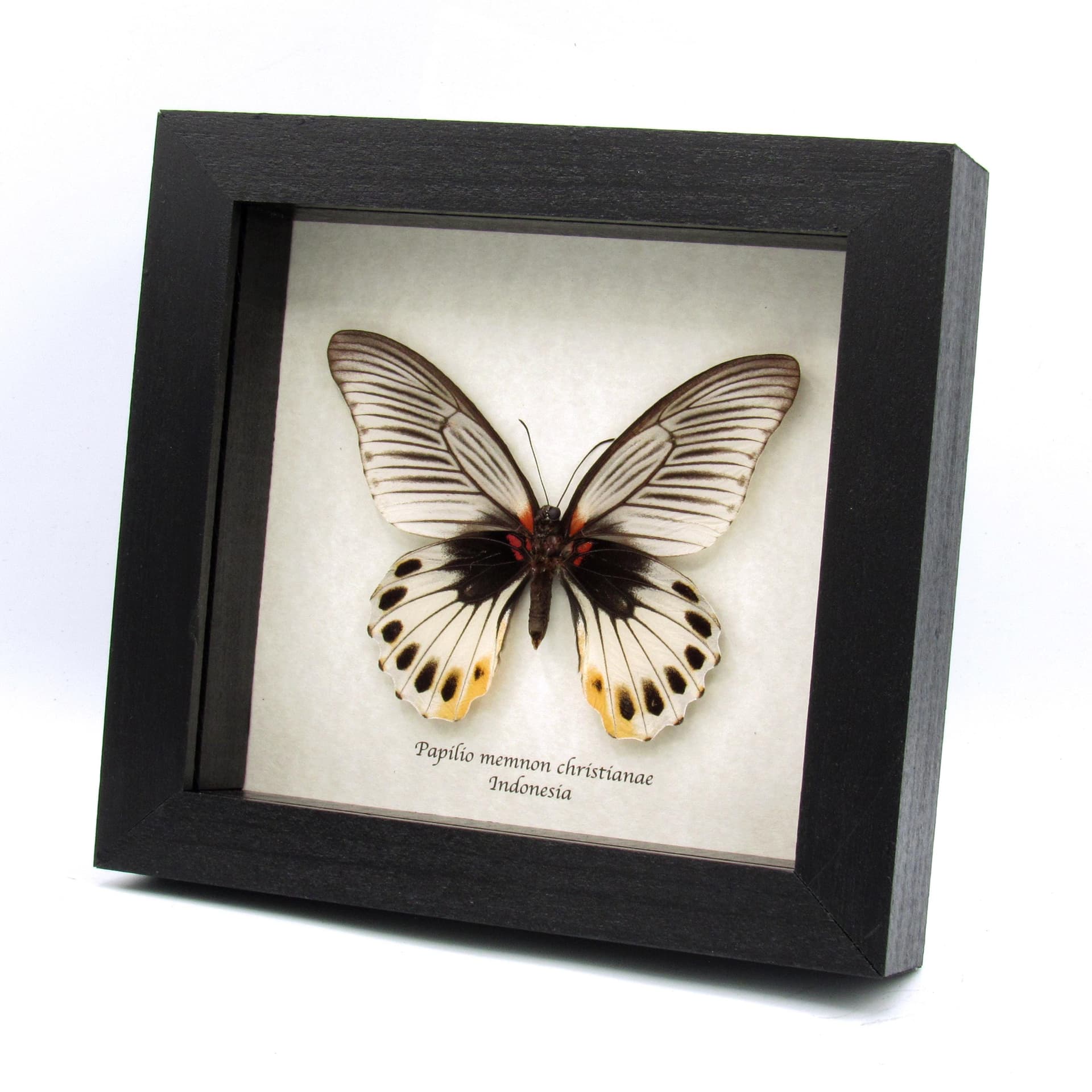 Rare Great Mormon butterfly framed taxidermy - Papilio memnon christianae - female