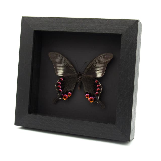 Large Black and Purple Peacock butterfly framed taxidermy - Papilio arcturus