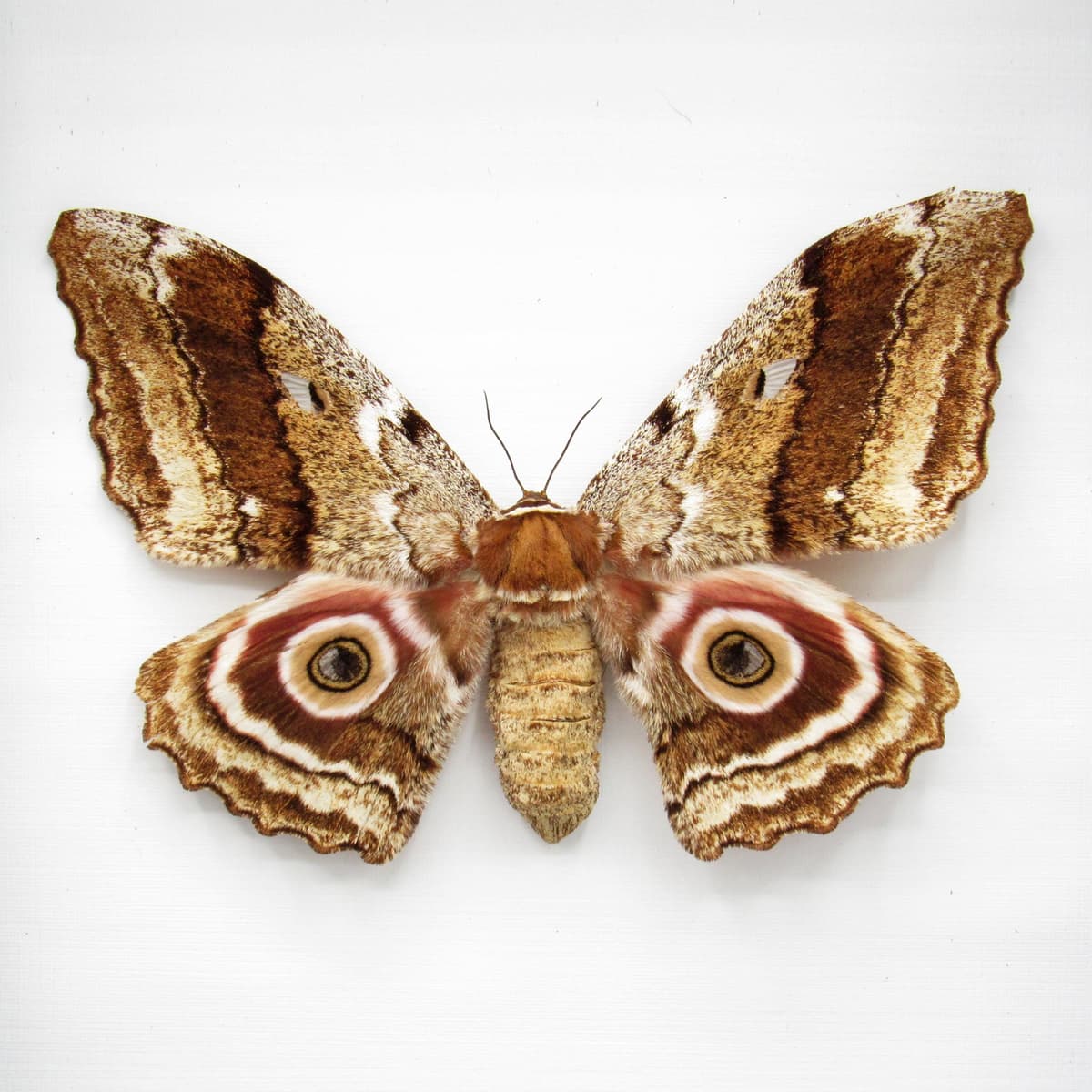 Real pink Speckled Emperor moth framed taxidermy - Gynanisa maja - female