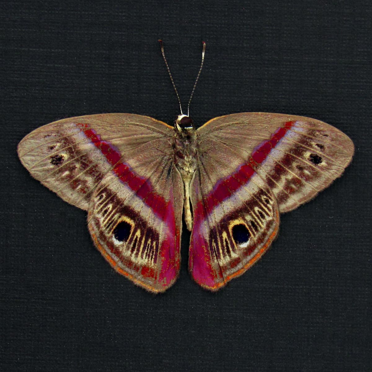 Rare magenta Metalmark butterfly framed taxidermy - Euselasia orba - Victorian mount