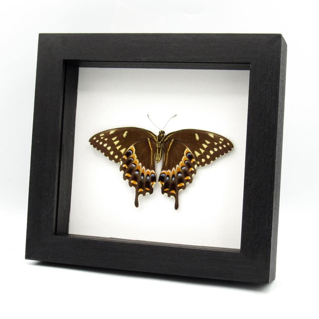 Real Laurel Swallowtail butterfly framed taxidermy - Papilio palamedes - large female - Victorian mount