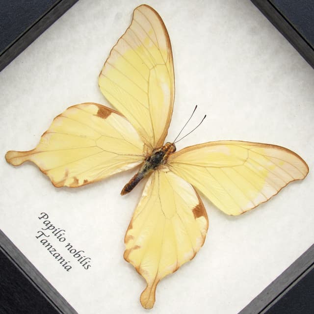 Real Noble Swallowtail butterfly framed taxidermy - Papilio nobilis