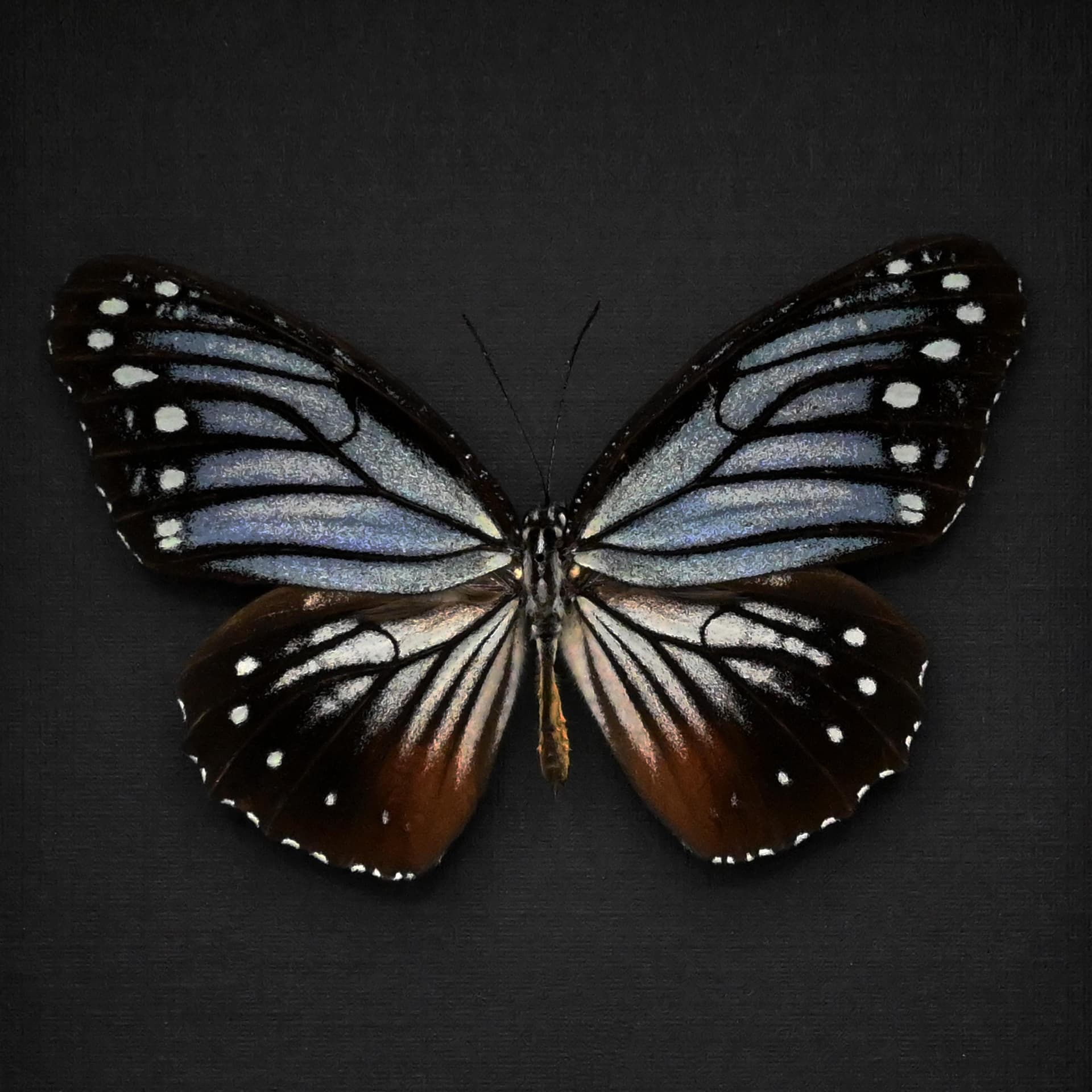 Real Nymphalid butterfly framed taxidermy - Elymnias ceryx