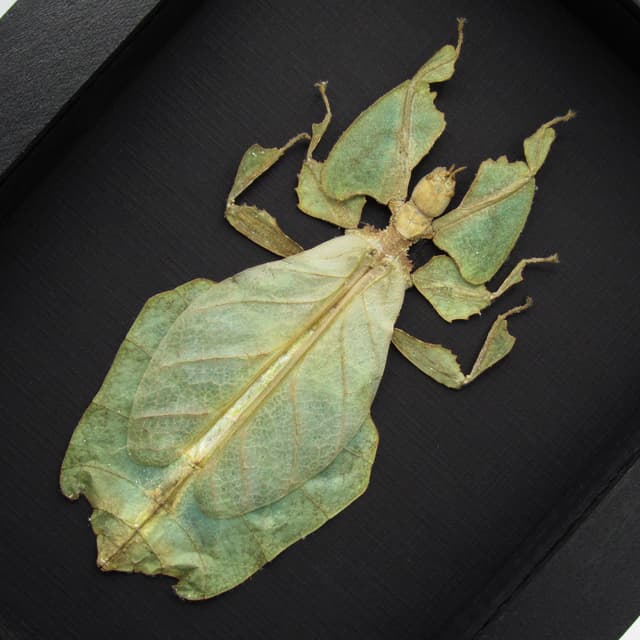 Worlds largest Walking Leaf insect framed taxidermy - Phyllium giganteum - female