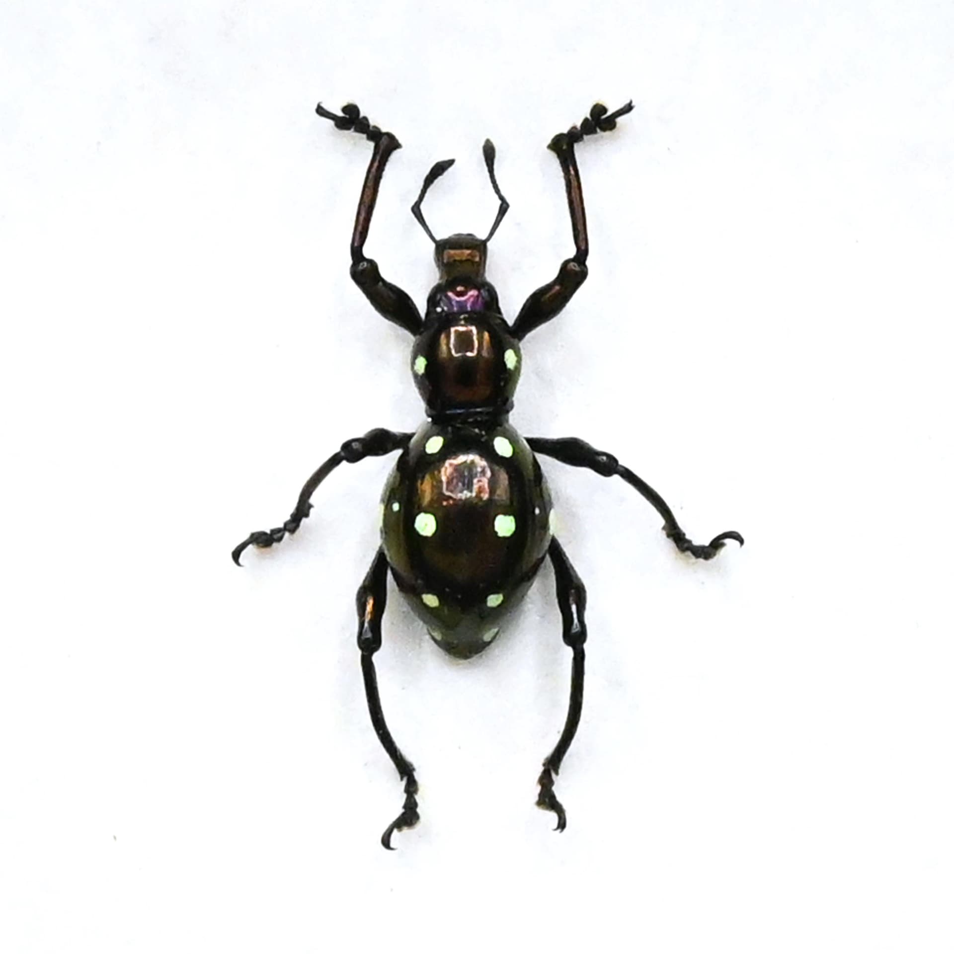 Real metallic purple weevil beetle framed specimen - Pachyrhynchus erichsoni