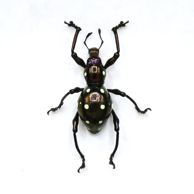 Real metallic purple weevil beetle framed specimen - Pachyrhynchus erichsoni