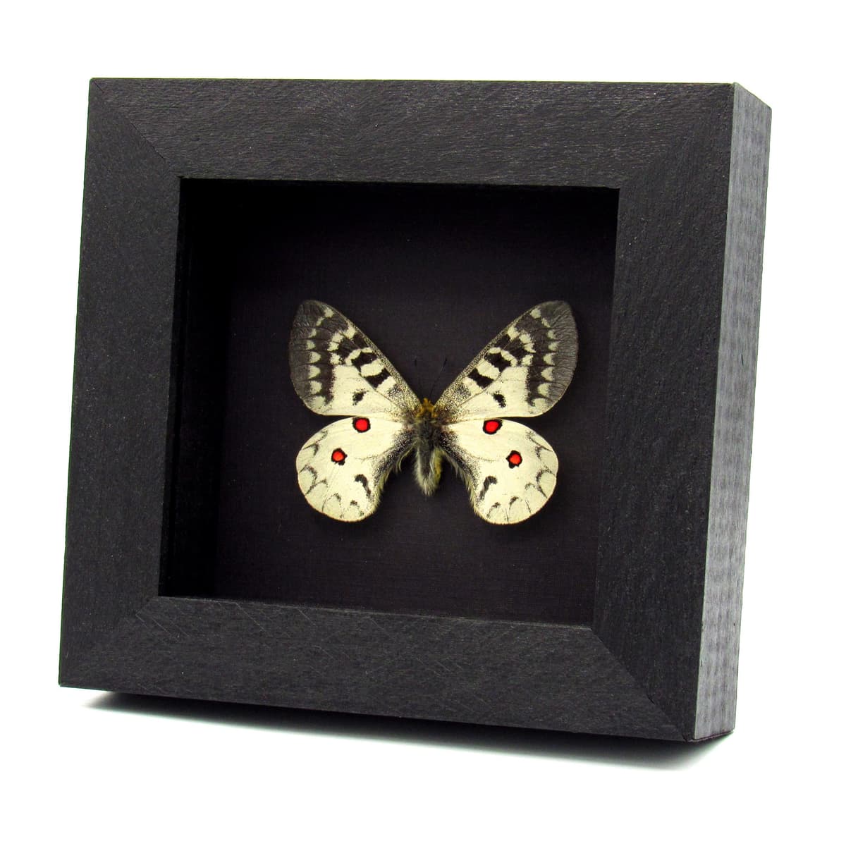 Real White Apollo butterfly framed taxidermy - Parnassius clodius pseudogallatinus - female