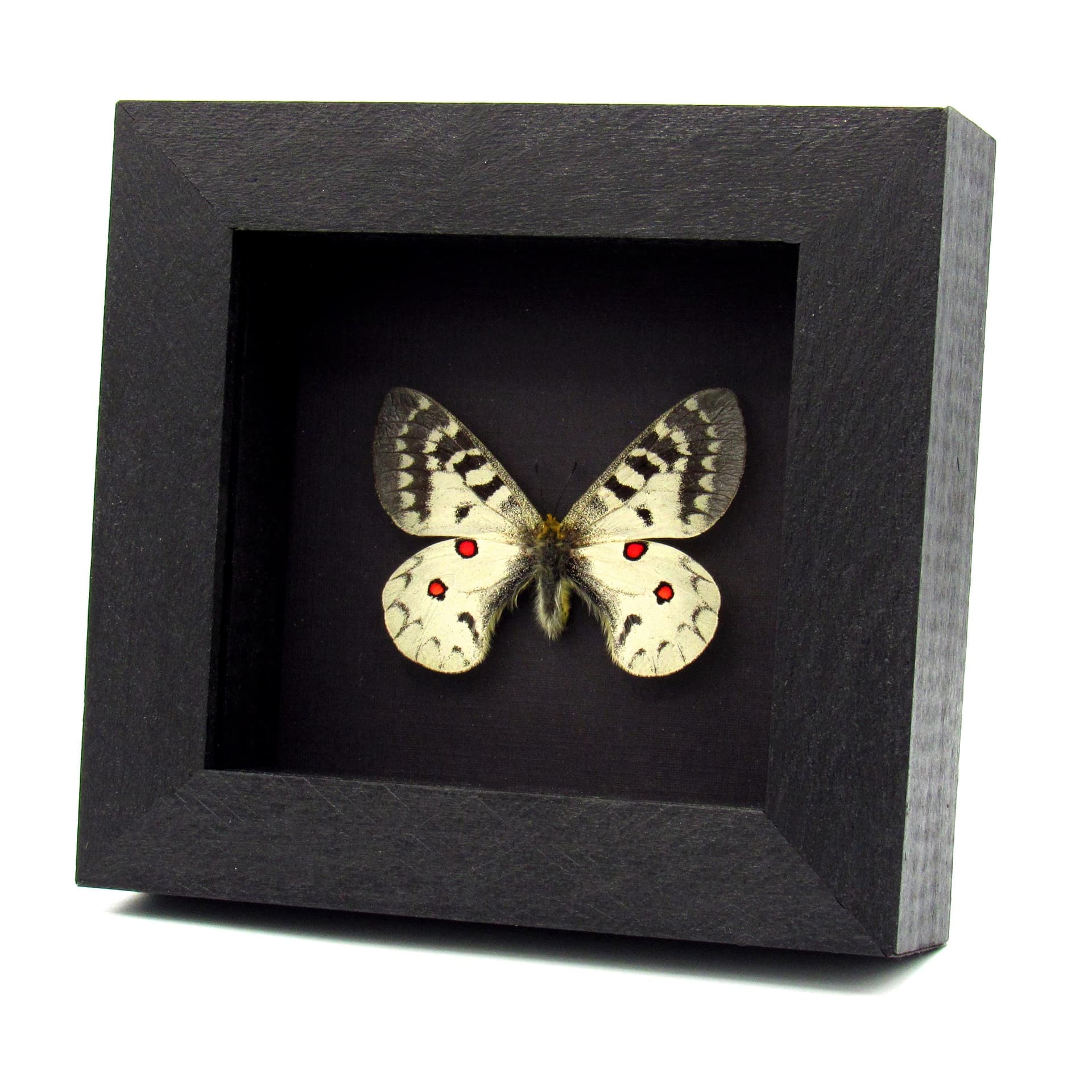 Real White Apollo butterfly framed taxidermy - Parnassius clodius pseudogallatinus - female
