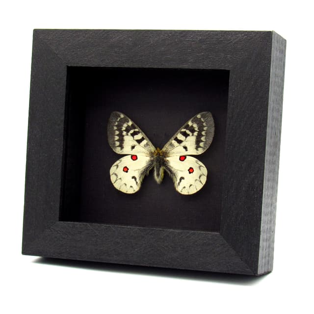 Real White Apollo butterfly framed taxidermy - Parnassius clodius pseudogallatinus - female