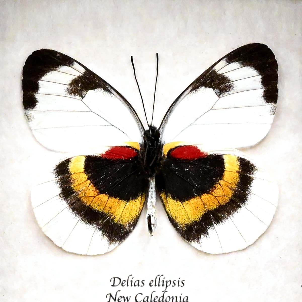 Rare Delias butterfly framed taxidermy - Delias ellipsis