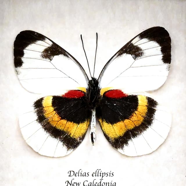 Rare Delias butterfly framed taxidermy - Delias ellipsis