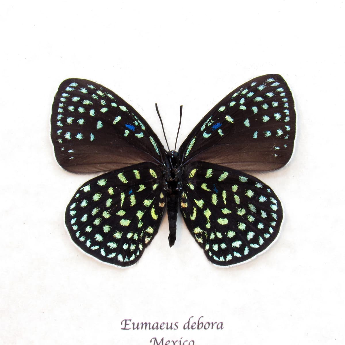 Real metallic green butterfly framed taxidermy - Eumaeus debora