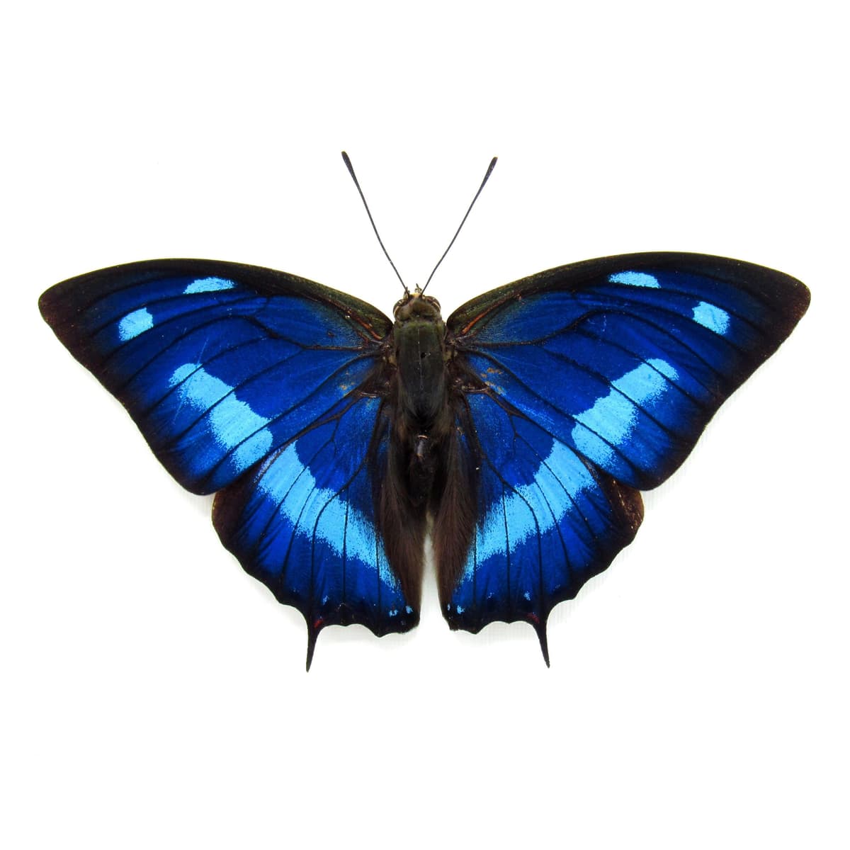 Real iridescent blue butterfly framed taxidermy - Anaea cyanea - Victorian mount