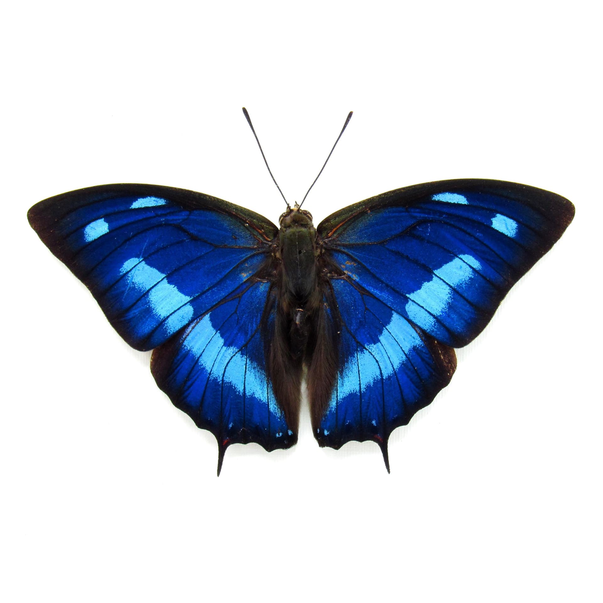 Real iridescent blue butterfly framed taxidermy - Anaea cyanea - Victorian mount
