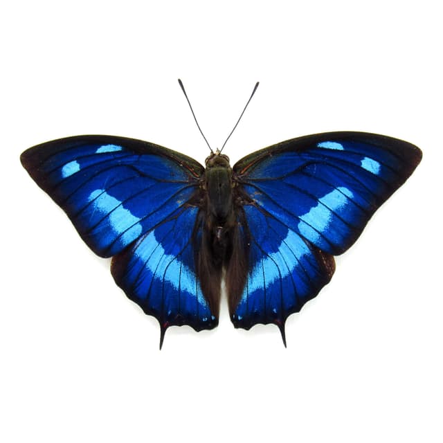 Real iridescent blue butterfly framed taxidermy - Anaea cyanea - Victorian mount