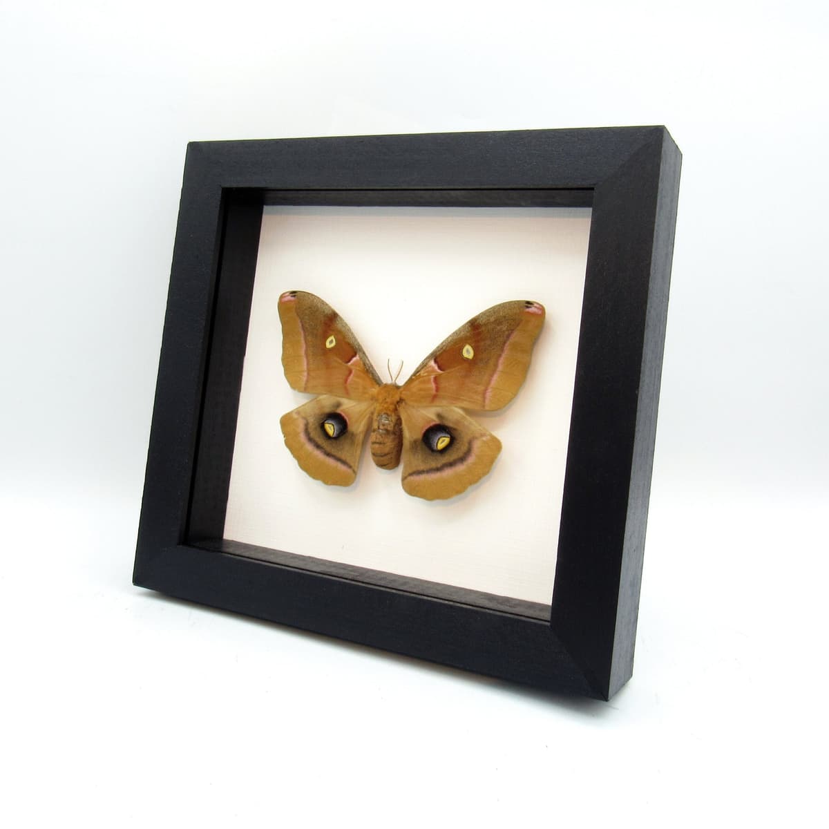 Real Polyphemus moth framed taxidermy - Antherea polyphemus - large female