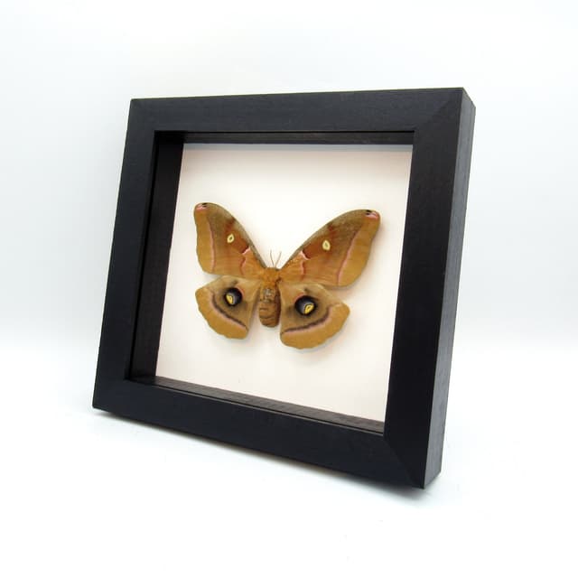 Real Polyphemus moth framed taxidermy - Antherea polyphemus - large female