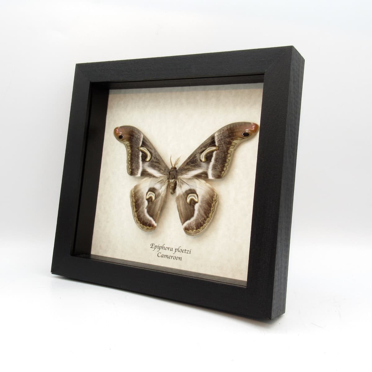 Rare African Giant Saturn moth framed taxidermy - Epiphora ploetzi