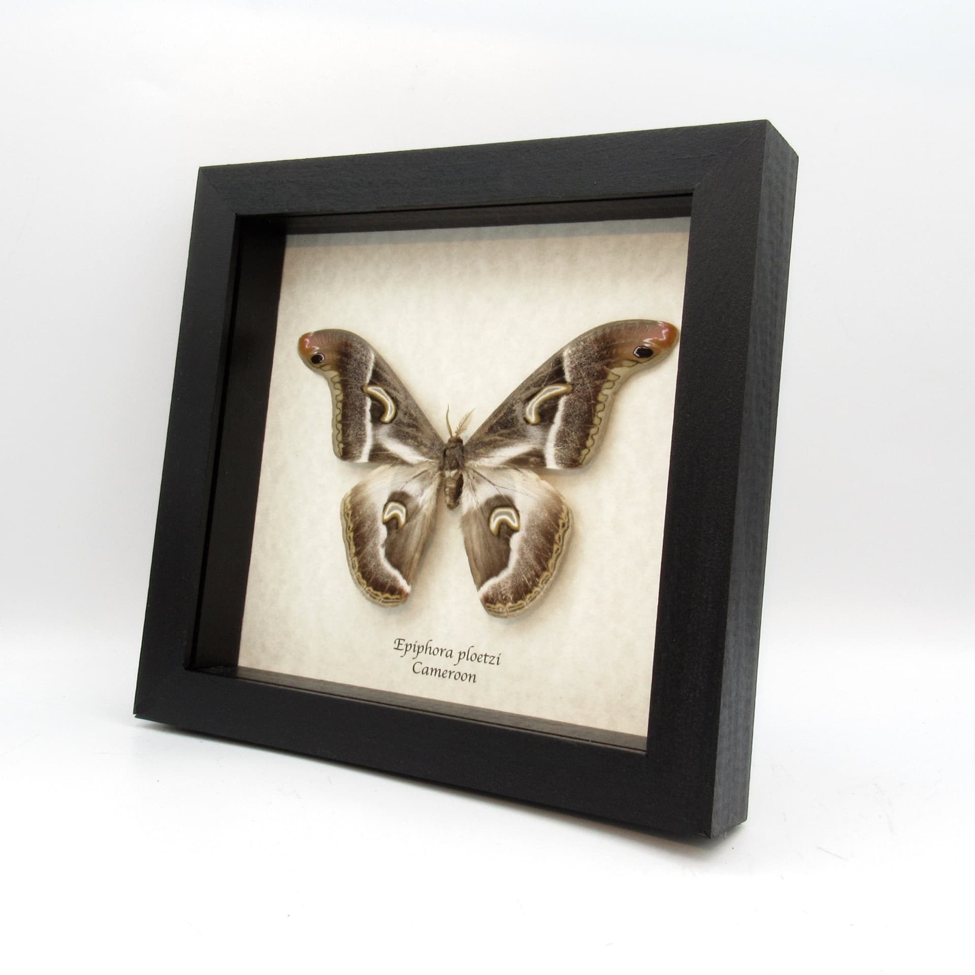 Rare African Giant Saturn moth framed taxidermy - Epiphora ploetzi