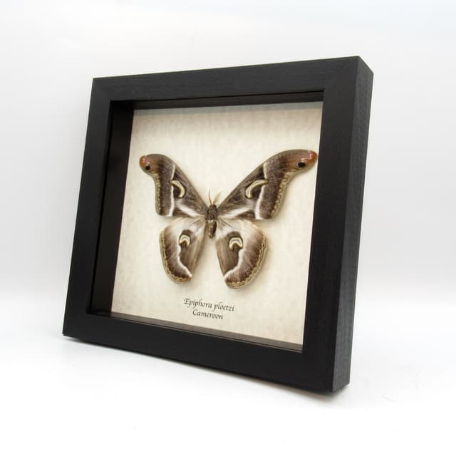 Rare African Giant Saturn moth framed taxidermy - Epiphora ploetzi