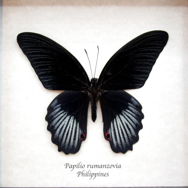Real black Swallowtail butterfly framed taxidermy - Papilio rumanzovia