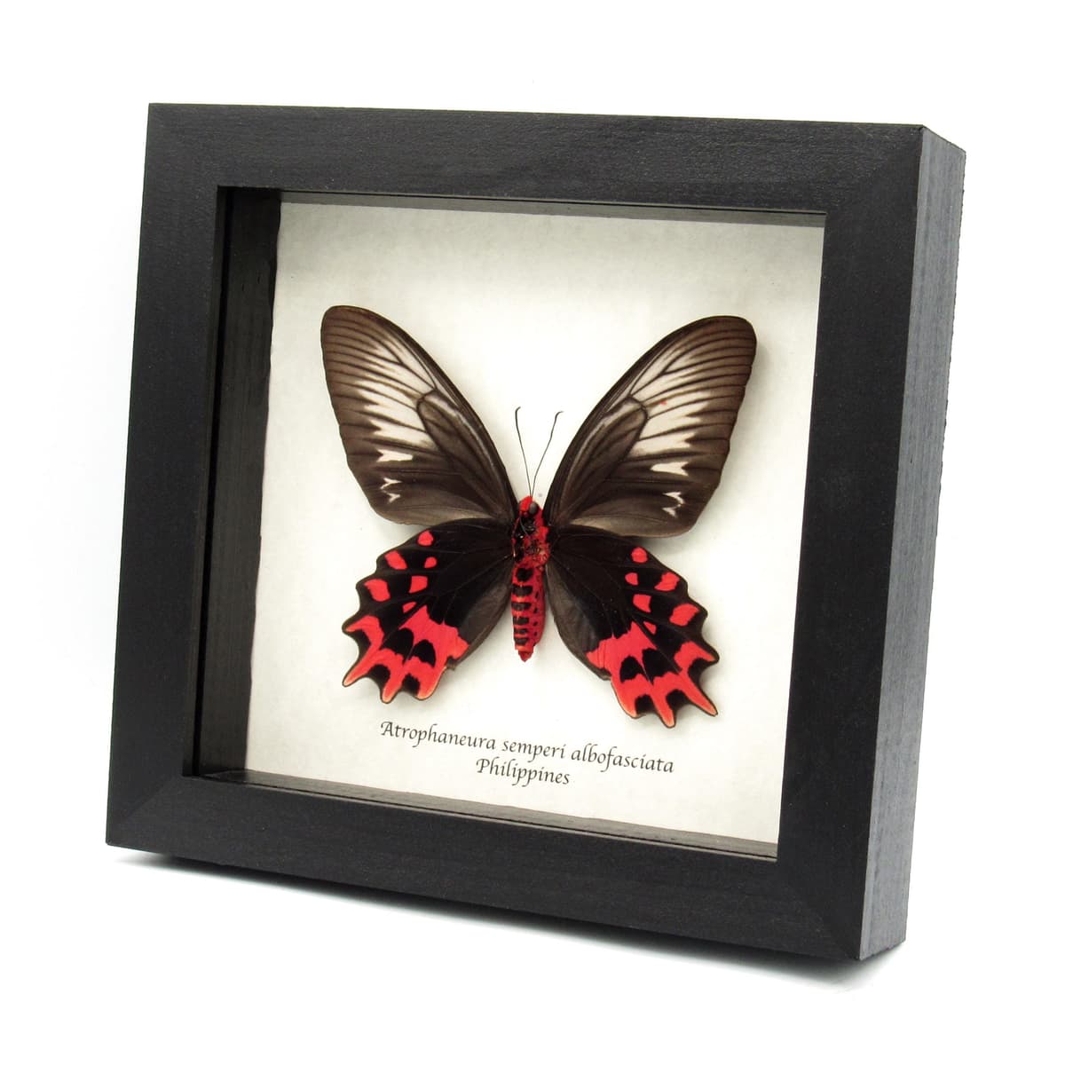 Real XL Vampire Swallowtail butterfly framed taxidermy - Atrophaneura semperi albofasciata - female