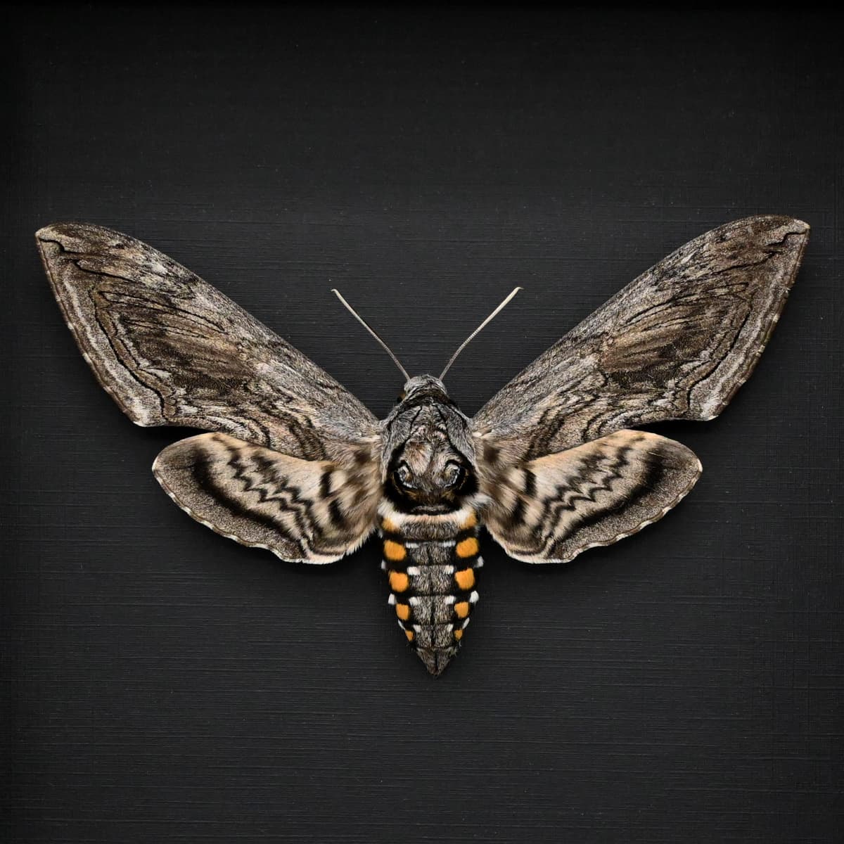 Real Five-Spotted Hawkmoth framed taxidermy - Manduca quinquemaculata