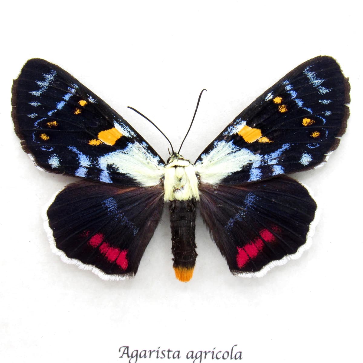 Rare Australian Joseph's Coat moth framed specimen - Agarista agricola - large female
