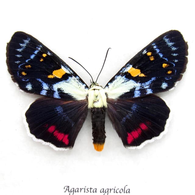 Rare Australian Joseph's Coat moth framed specimen - Agarista agricola - large female
