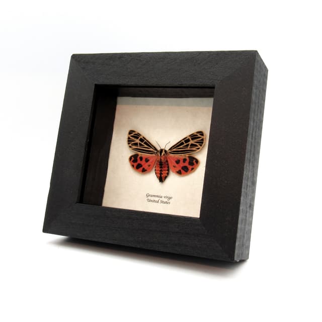 Rare Virgin Tiger moth framed taxidermy - Grammia virgo