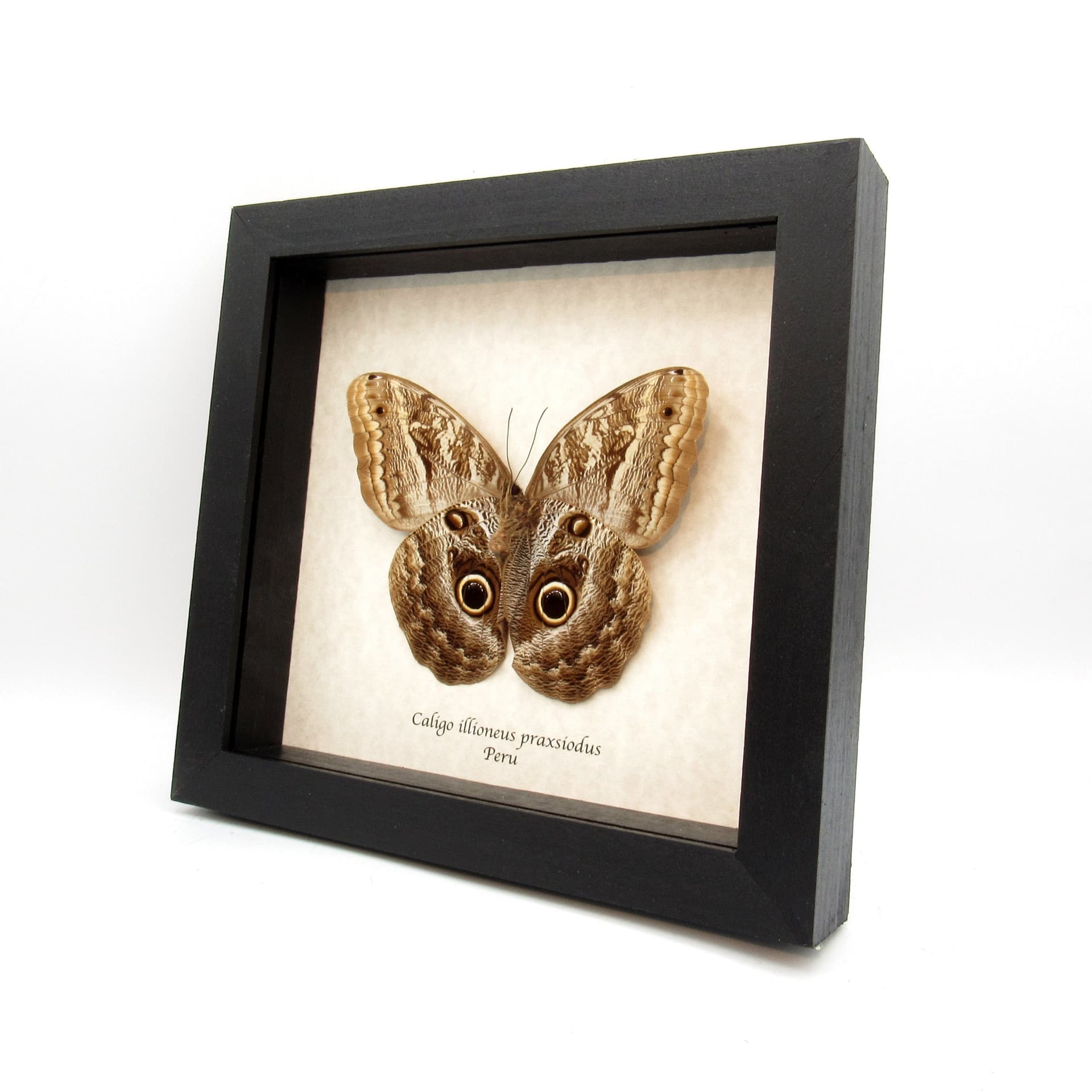 Real Giant Owl Butterfly framed taxidermy - Caligo illioneus praxsiodus