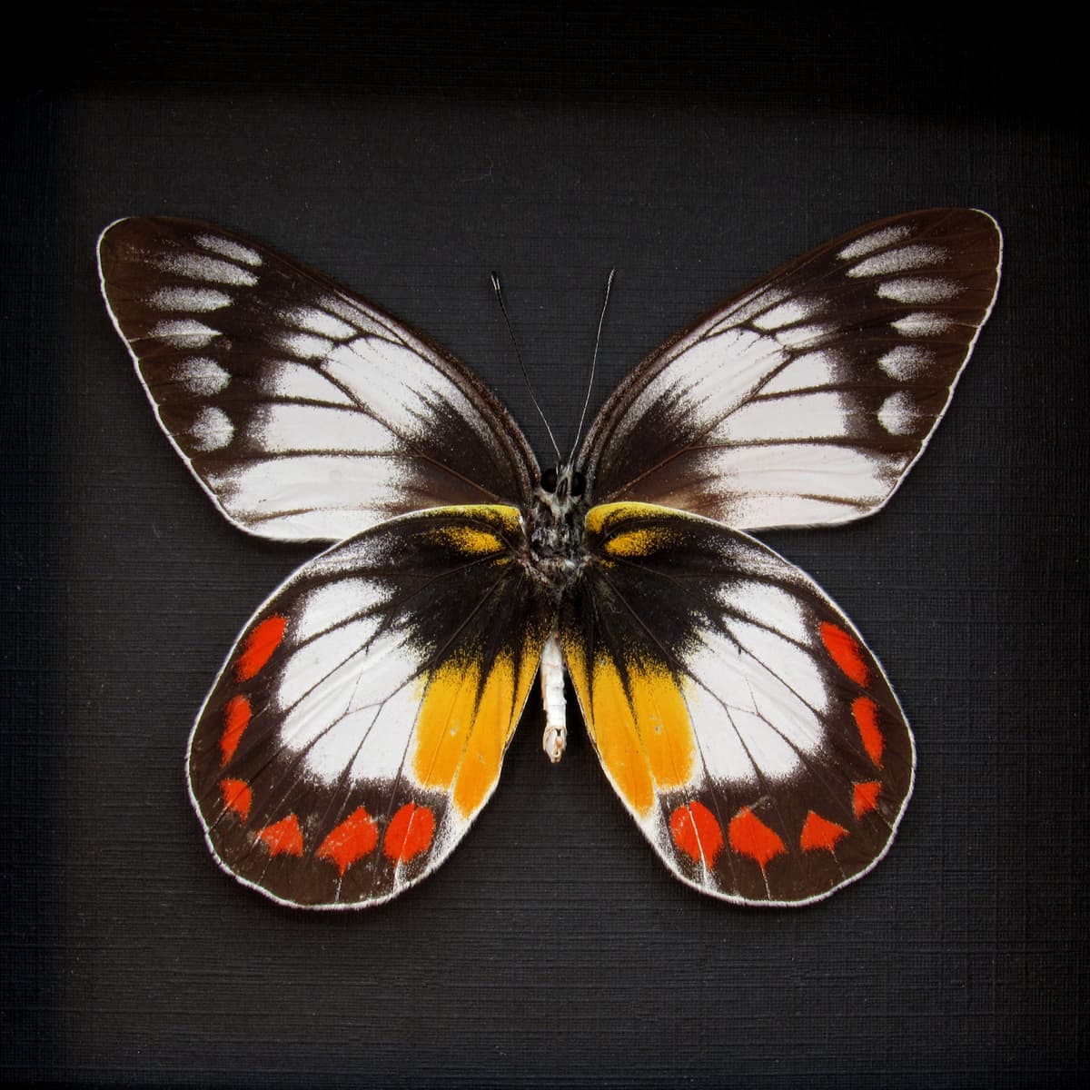 Rare Delias butterfly framed taxidermy - Delias mitisi bangiensis