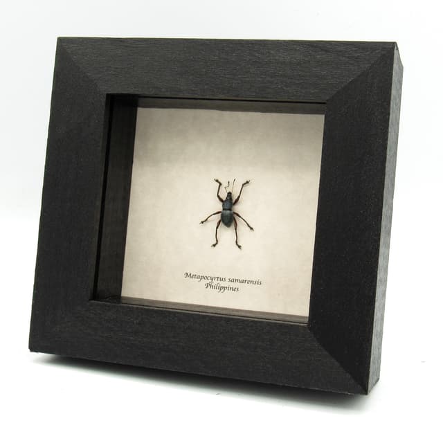 Rare steel grey weevil beetle framed specimen - Metapocyrtus samarensis