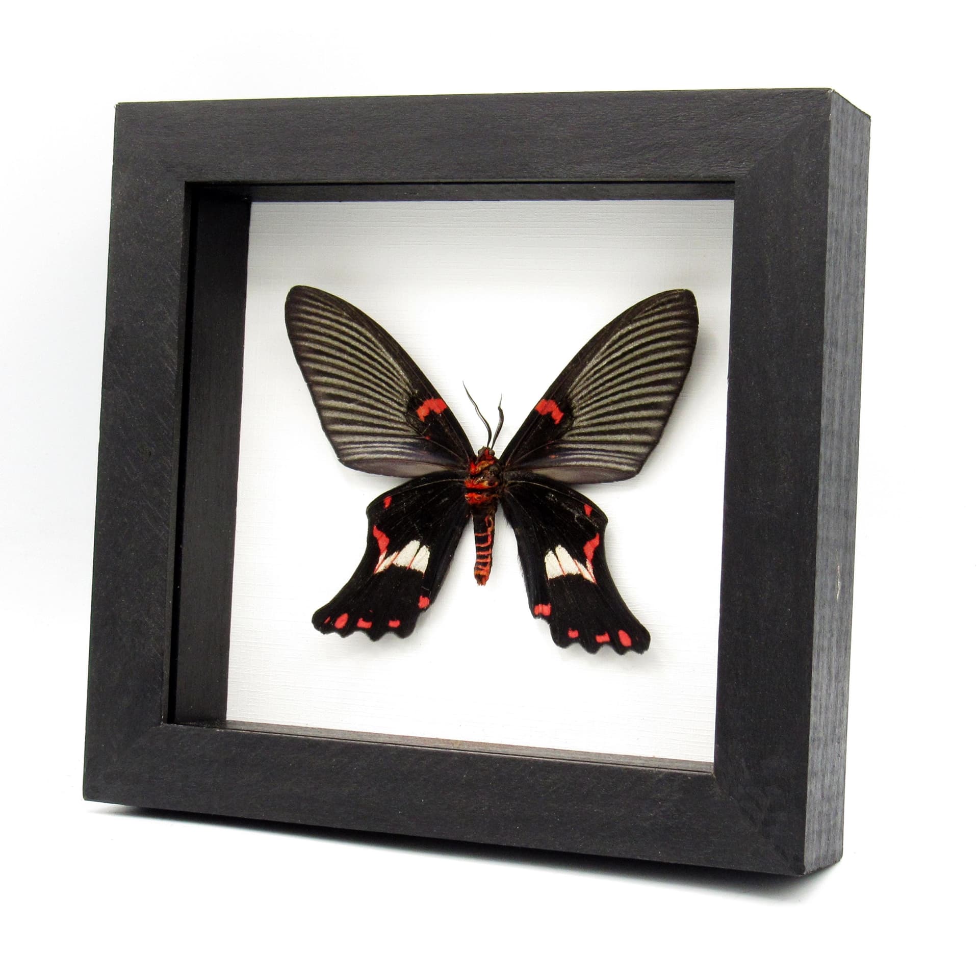 Rare moth framed taxidermy - Epicopeia polydora - Butterfly mimic