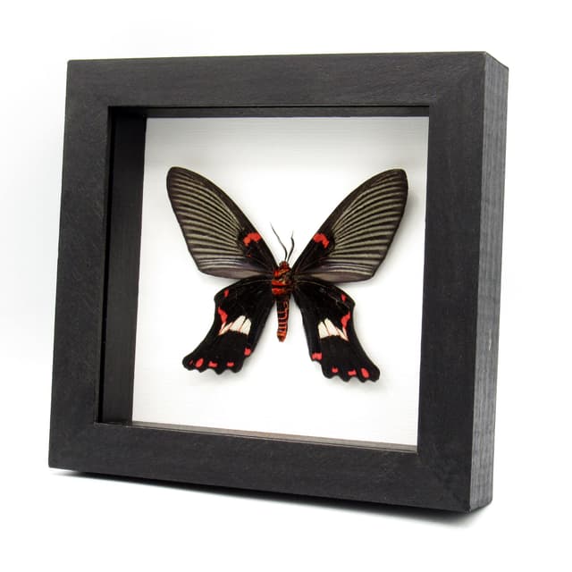 Rare moth framed taxidermy - Epicopeia polydora - Butterfly mimic