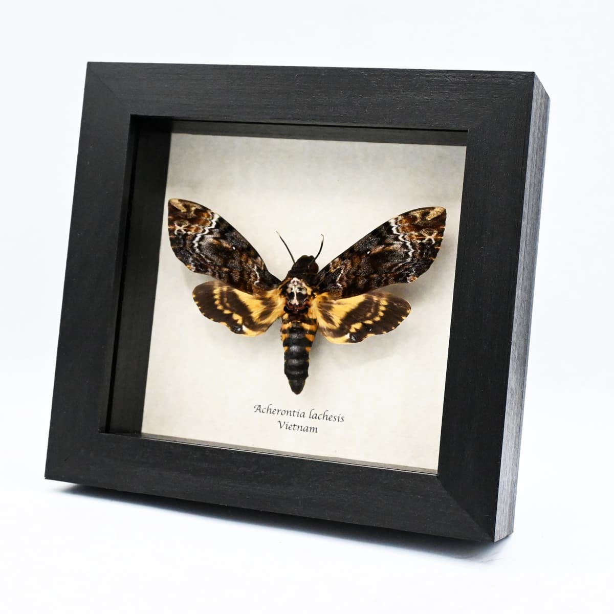 Large real Deaths Head moth framed taxidermy - Acherontia lachesis - female