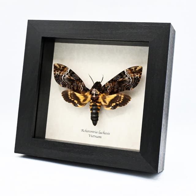 Large real Deaths Head moth framed taxidermy - Acherontia lachesis - female