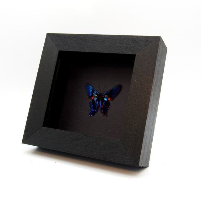 Real blue Metalmark butterfly framed taxidermy - Ancyluris meliboeus