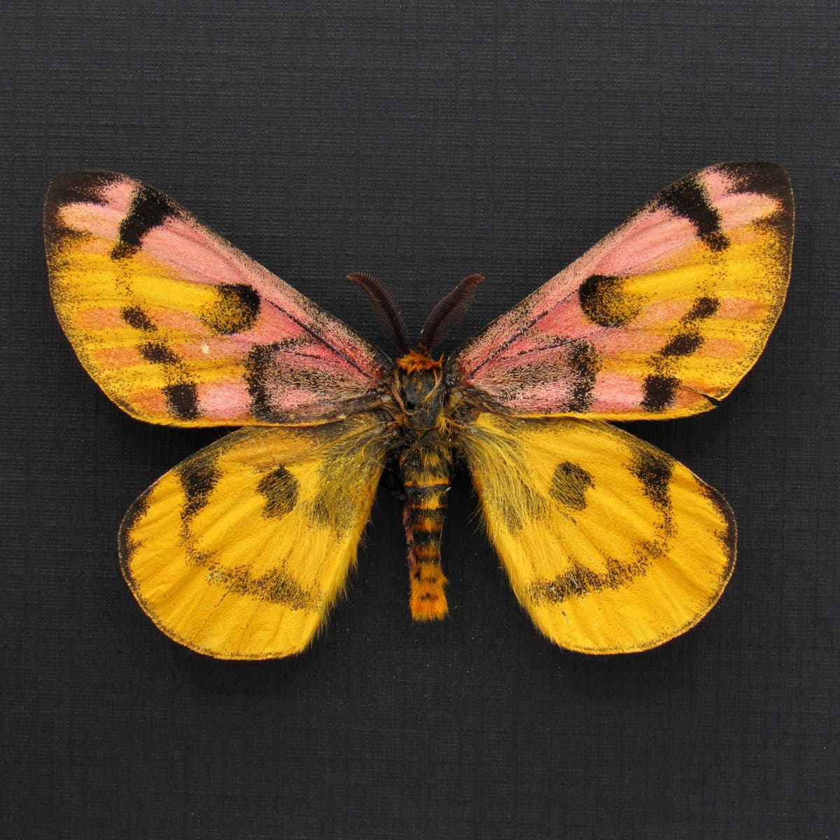 Real rare pink Western Sheep moth framed taxidermy - Hemileuca eglanterina - rare color form