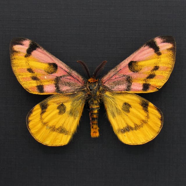 Real rare pink Western Sheep moth framed taxidermy - Hemileuca eglanterina - rare color form
