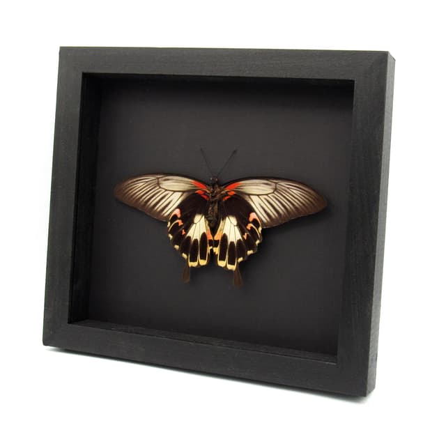Rare Giant Swallowtail butterfly framed taxidermy - Papilio deiphobus - female - Victorian mount