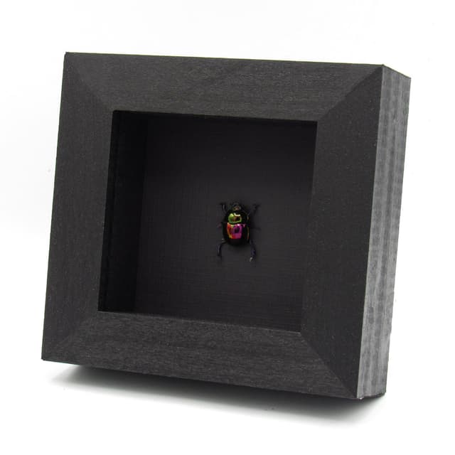 Real metallic purple Dung beetle framed taxidermy - Trypocopris pyrenaeus
