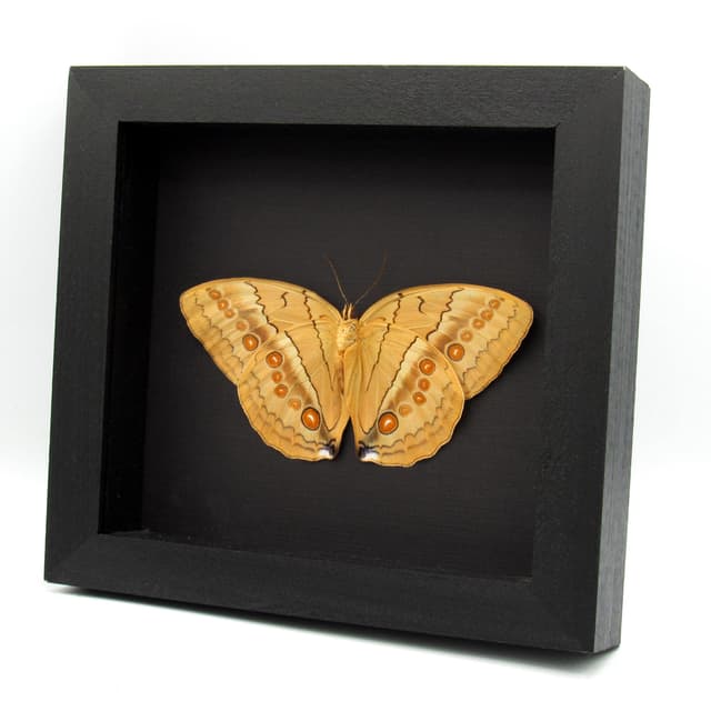 Large Jungle Queen butterfly framed taxidermy - Stichophthalma neumogeni - Victorian mount